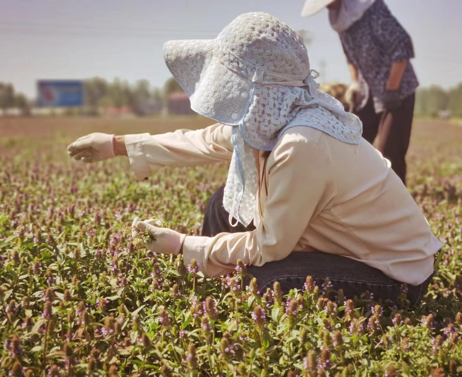 喜迎第二十五届中国农加会·潮品土特产④ | 药草悠香 花开中原