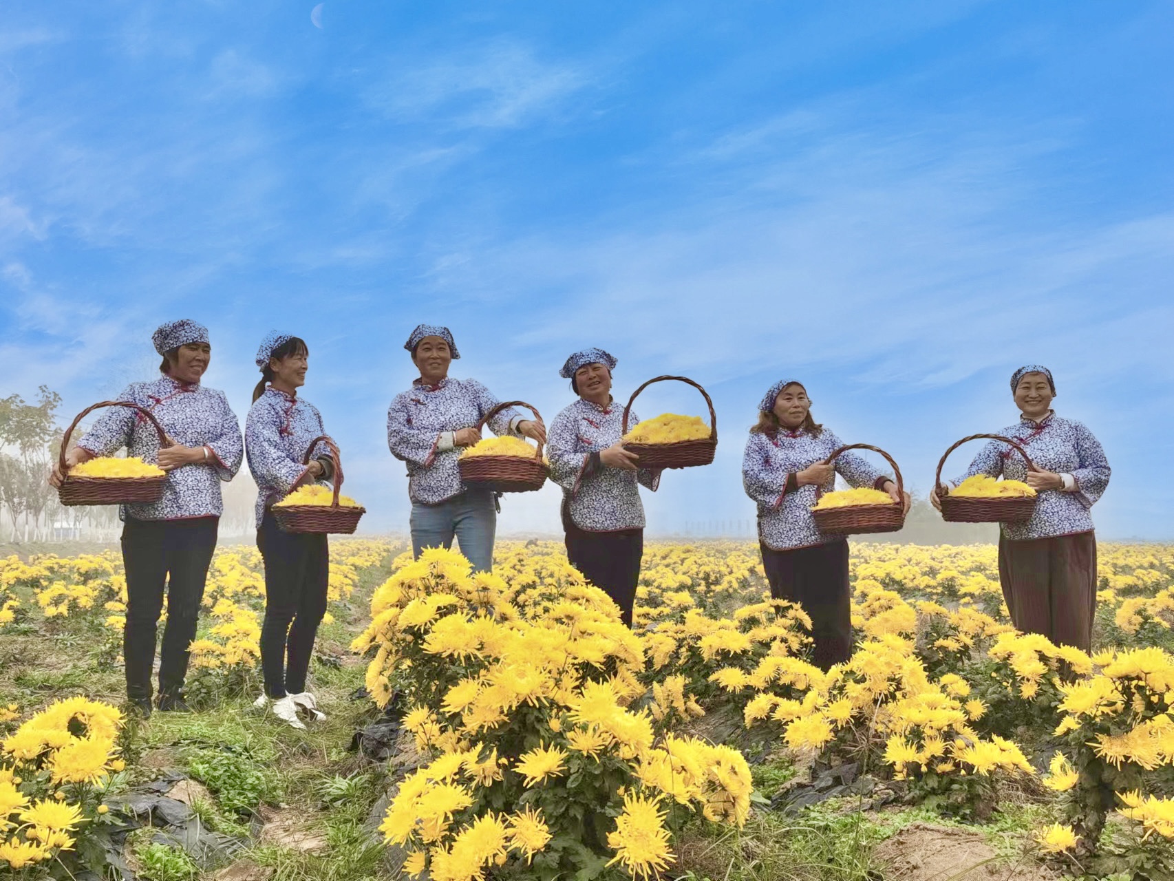 喜迎第二十五届中国农加会·潮品土特产④ | 药草悠香 花开中原