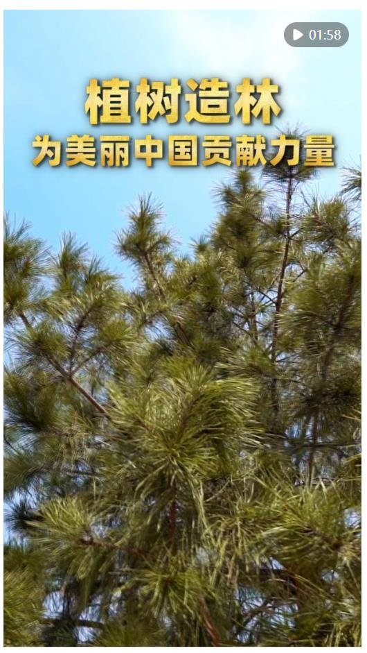 第1视点｜植树造林 为美丽中国贡献力量