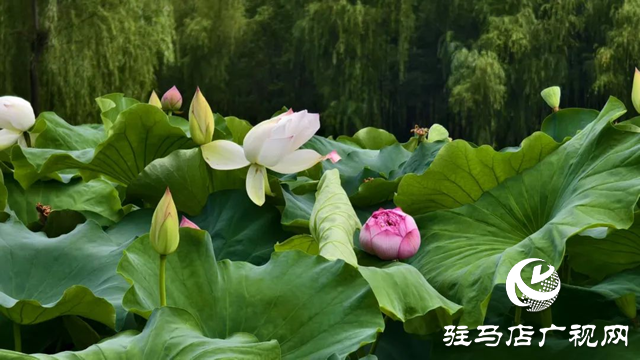 【大美天中】泌阳现“水晶天”！汉风古韵与湖光云影同框