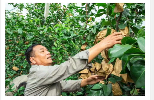 月光下的新故事:将军山村以“土”为媒走好振兴路|乡村振兴看河南