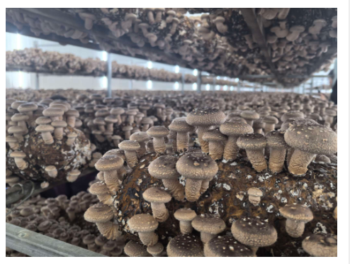 产业融合激活发展动能!卢氏实践绘就乡村振兴新图景|乡村振兴看河南