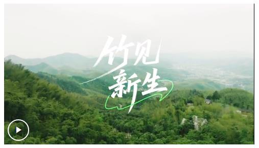 微视频丨竹见新生