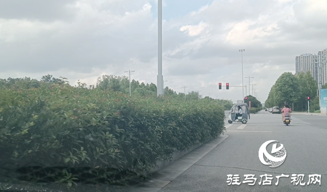 绿化带疯长遮挡视线 市民呼吁及时修剪消除隐患