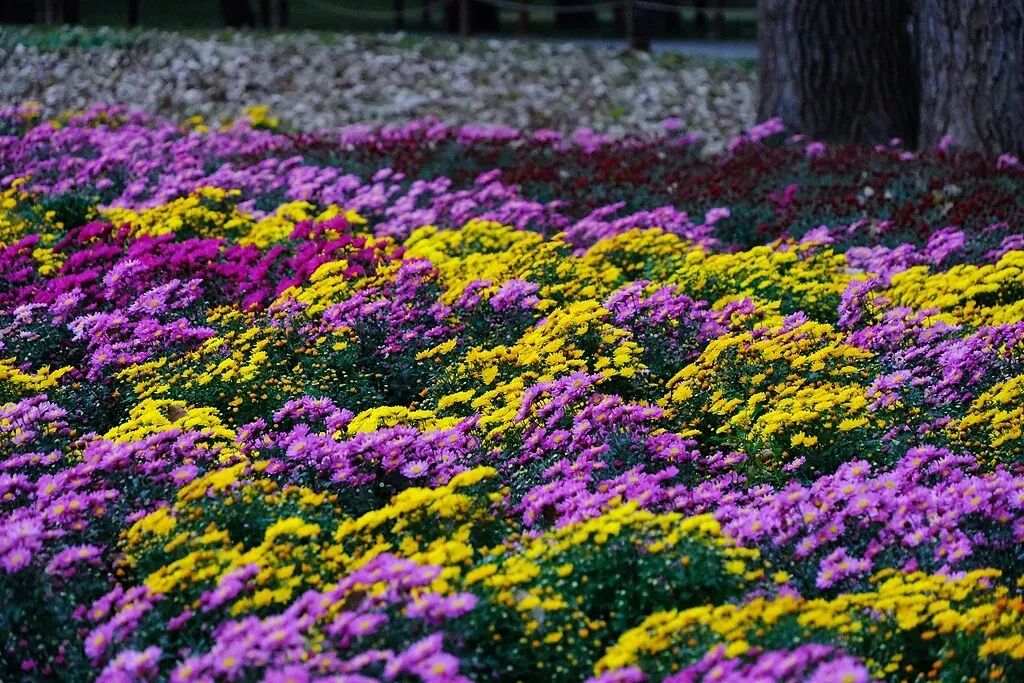文博日历丨今日寒露,这朵秋菊已“傲霜”千年