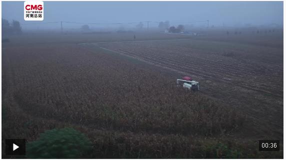 雨中夺粮 24小时抢收进行时