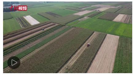 “中原粮仓”冒雨抢秋收　烘干点开足马力“全天候”