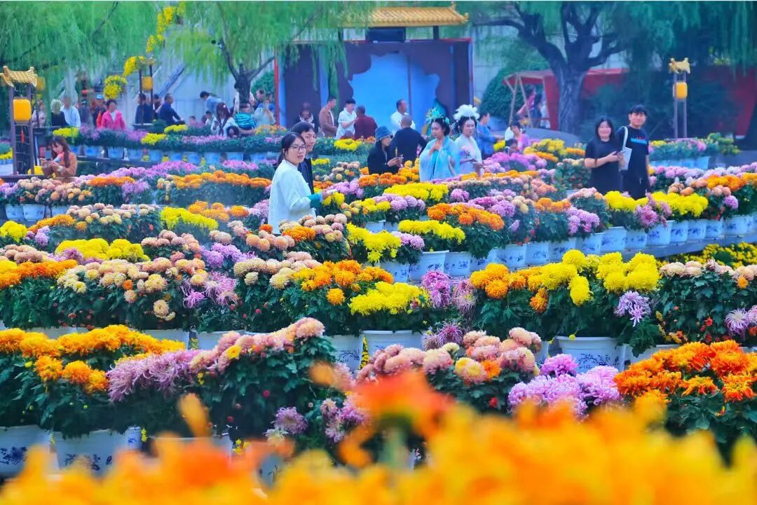 有一种浪漫，叫汴菊！