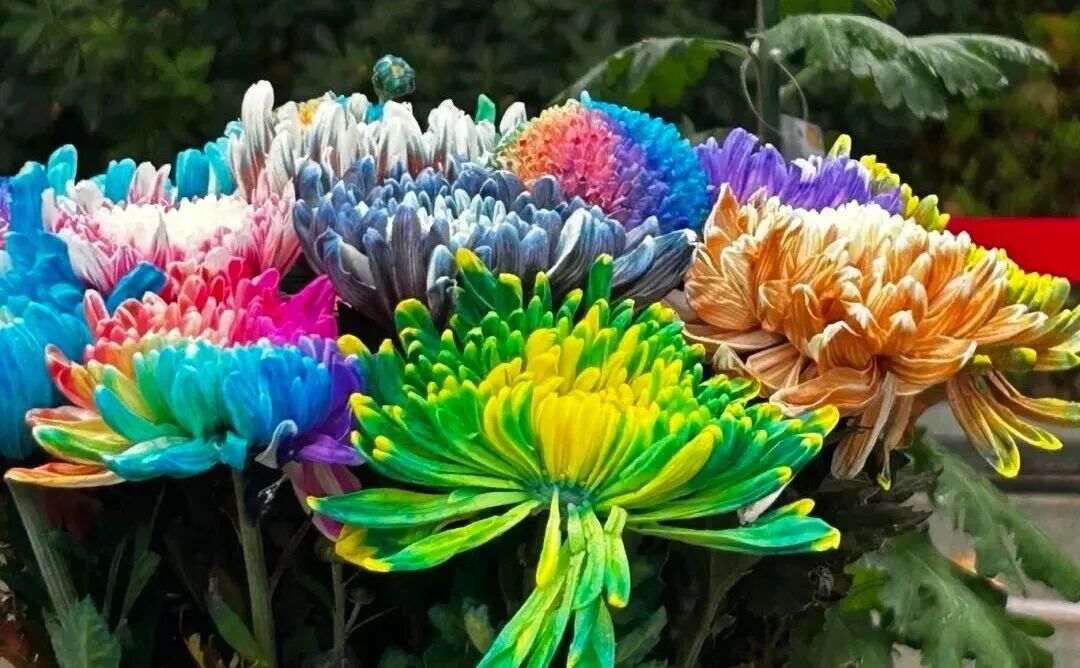 有一种浪漫，叫汴菊！