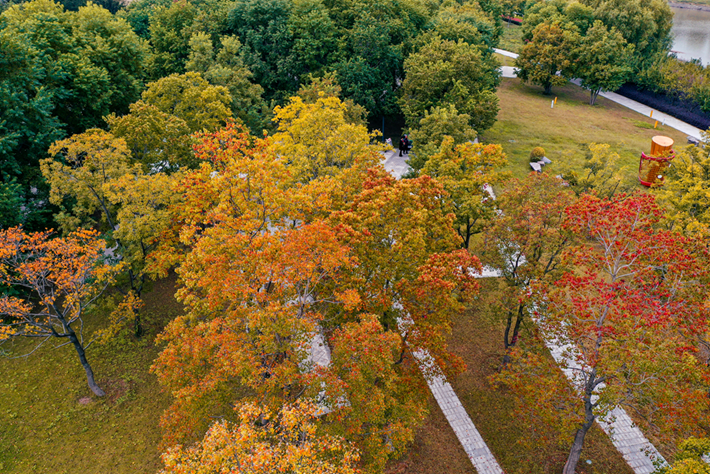 县区动态|草木知秋意 斑斓绘彩卷