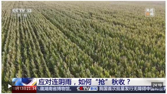 新闻1+1丨应对连阴雨，如何“抢”秋收？