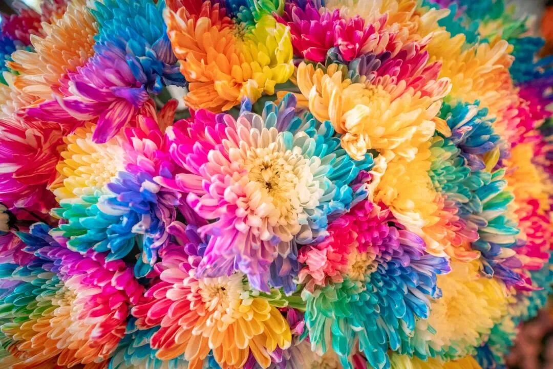 有一种浪漫，叫汴菊！