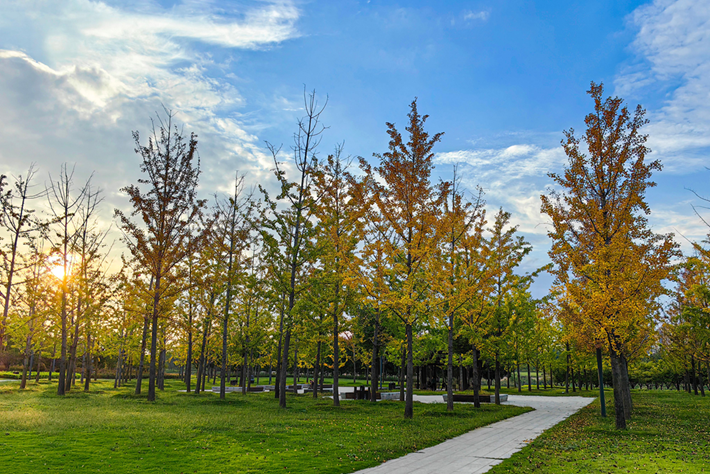 县区动态|草木知秋意 斑斓绘彩卷