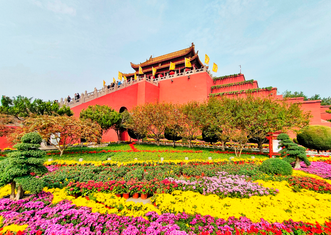 有一种浪漫，叫汴菊！