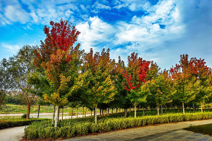 县区动态|草木知秋意 斑斓绘彩卷