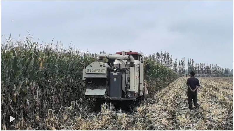 河南“烂秋雨”还没停，秋收情况如何？有哪些解决办法？记者实地走访——