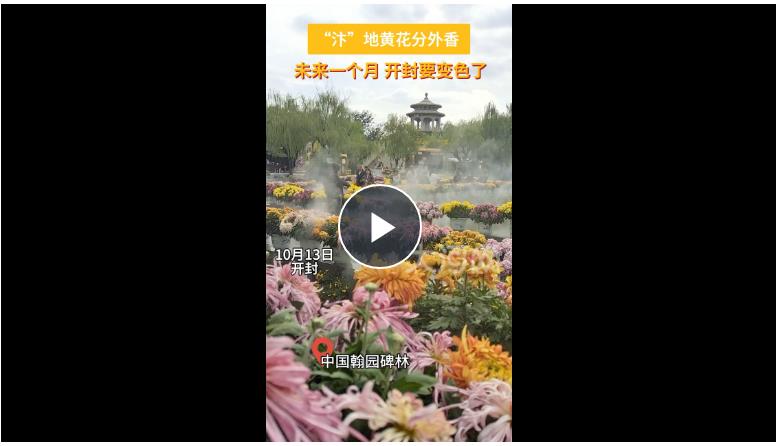 满城尽带黄金甲！八朝古都开封又“变色”了！