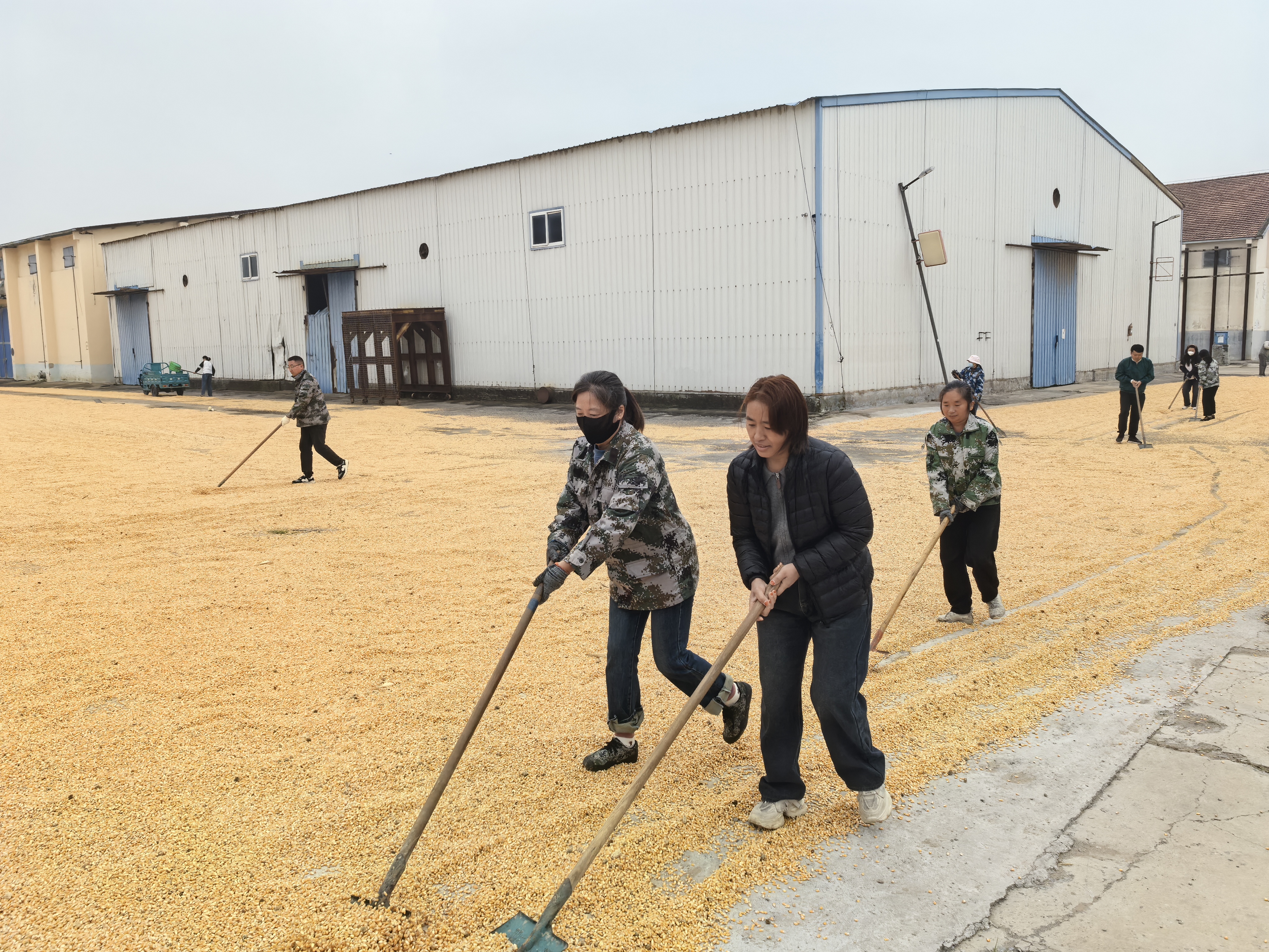 河南多点发力守护秋粮安全