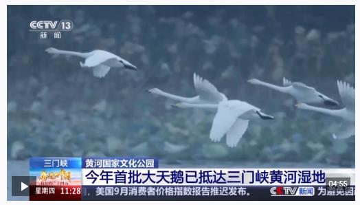 首批大天鹅已抵达！来三门峡黄河湿地赴一场生态与文化之约