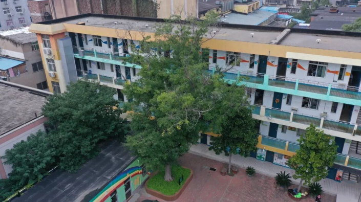 古树长歌 | 走出“课本”的皂荚树，藏着一代代人的童年星光