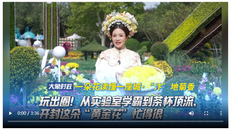 【一朵花读懂一座城·“汴”地菊香】 玩出圈！从实验室学霸到茶杯顶流，开封这朵“黄金花”忙得很