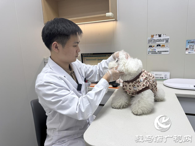 寒冬将至，您的“毛孩子”准备好了吗？——专业兽医详解冬季爱宠养护秘籍