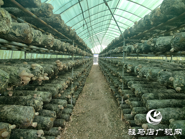 泌阳县郭集镇： 金秋香菇绽放乡村振兴新“蘑”力