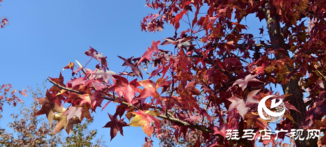 驿城区板桥镇：千亩红枫燃亮金秋 乡村美景引客纷至