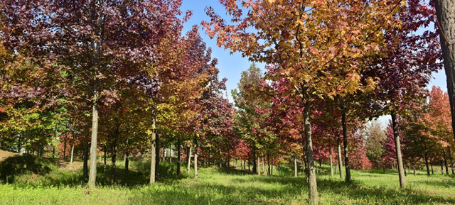 驿城区板桥镇：千亩红枫燃亮金秋 乡村美景引客纷至