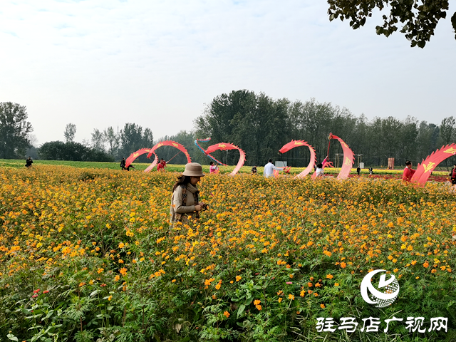 魏庄村“天边花海”即将开园 两百亩花田绘就秋日乡村画卷