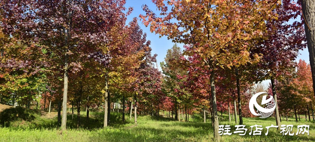 驿城区板桥镇：千亩红枫燃亮金秋 乡村美景引客纷至