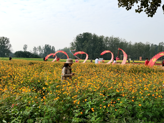 魏庄村“天边花海”即将开园 两百亩花田绘就秋日乡村画卷​​