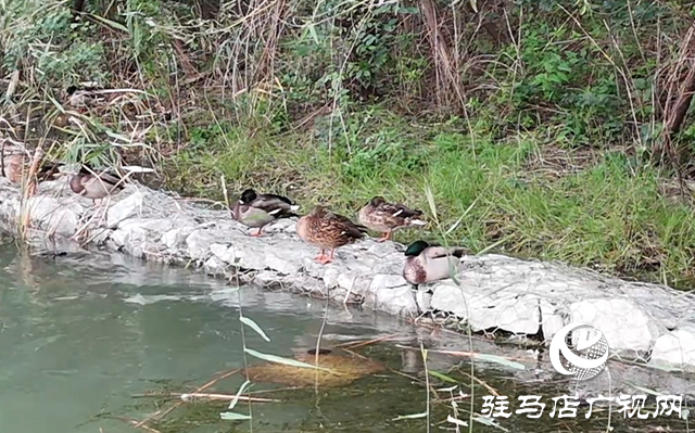 驻马店市人民公园:人鸟和谐绘秋日美景