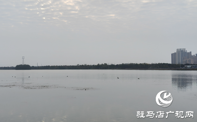 驻马店市人民公园:人鸟和谐绘秋日美景