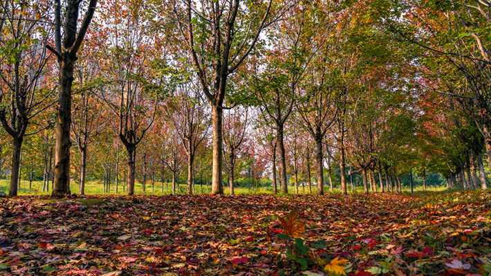 县区动态 | 秋日晴光好 斑斓入画来