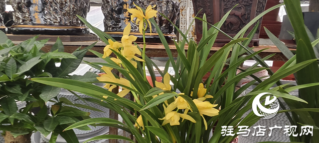 园艺技术人员支招冬季花卉养护 助植物安全越冬​​