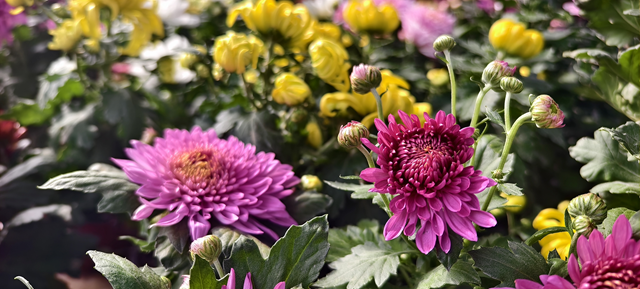 园艺技术人员支招冬季花卉养护 助植物安全越冬​​