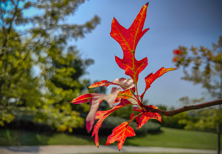 县区动态 | 秋日晴光好 斑斓入画来