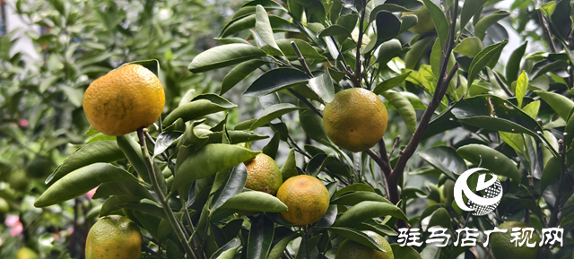 园艺技术人员支招冬季花卉养护 助植物安全越冬​​