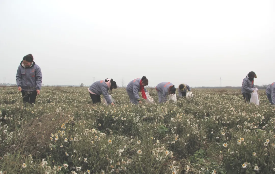 【天中非遗】上蔡重阳习俗
