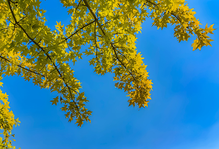 县区动态 | 秋日晴光好 斑斓入画来