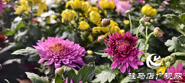 园艺技术人员支招冬季花卉养护 助植物安全越冬​​