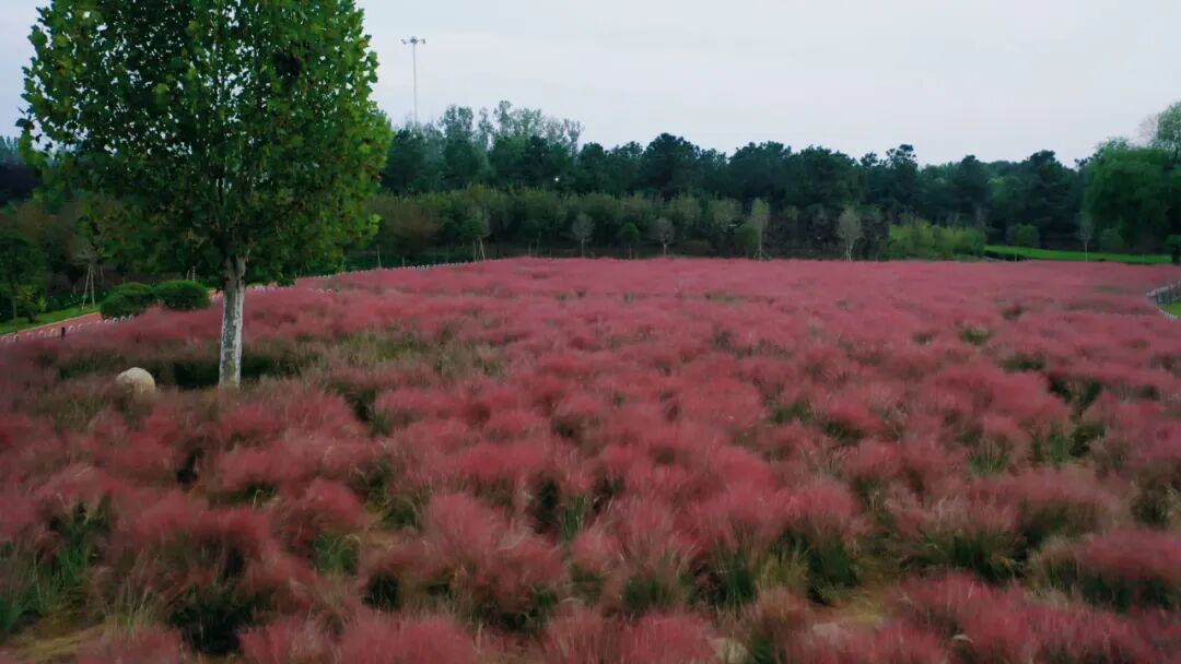 县区动态 | 泌阳汉风公园,粉黛花开正当时