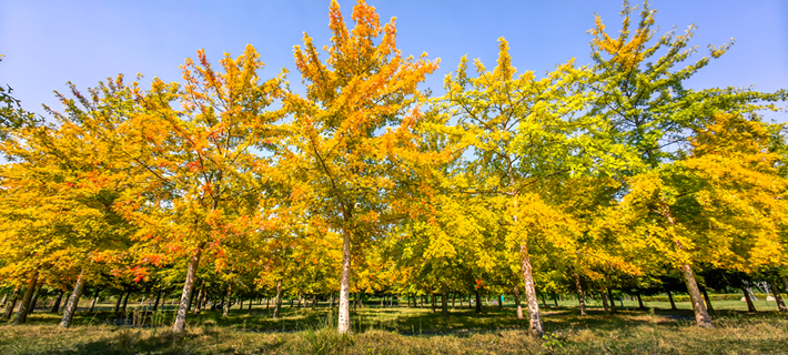 县区动态 | 秋日晴光好 斑斓入画来
