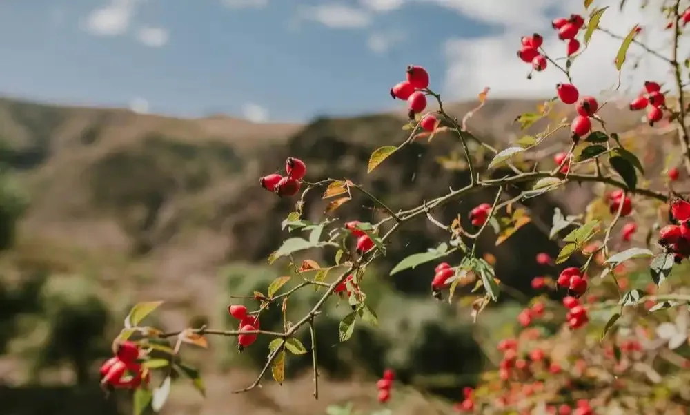 【天中非遗】上蔡重阳习俗
