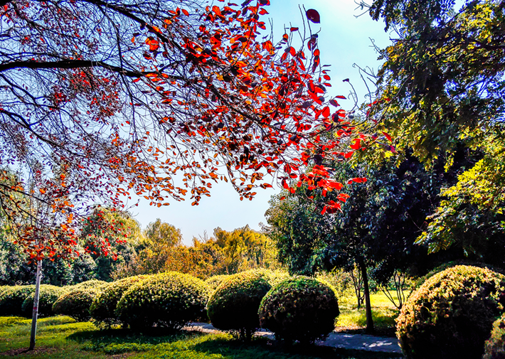 县区动态 | 秋日晴光好 斑斓入画来