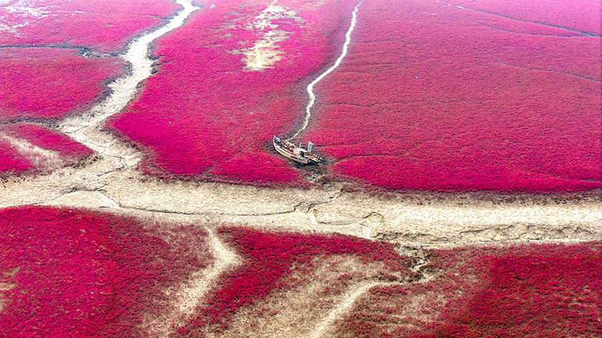 青岛河海湿地碱蓬草成片生长 红海滩铺展瑰丽画卷