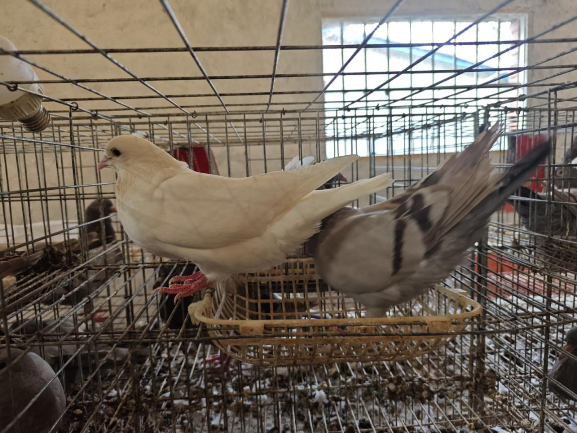 驻马店市动物疫病防疫检疫中心发布11月份动物疫病预警预报