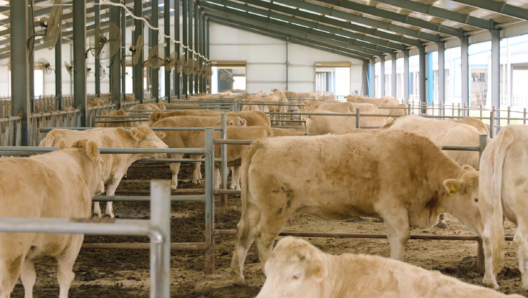 驻马店市动物疫病防疫检疫中心发布11月份动物疫病预警预报