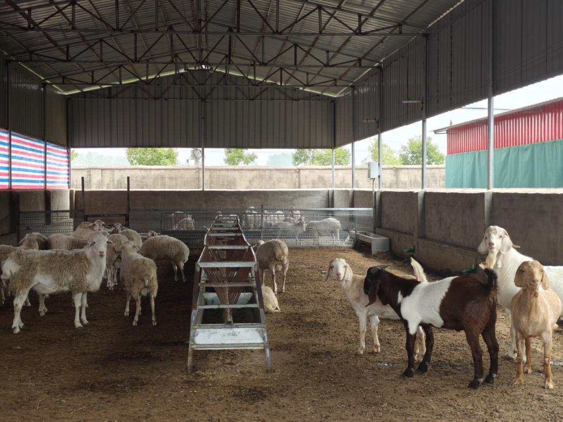 驻马店市动物疫病防疫检疫中心发布11月份动物疫病预警预报